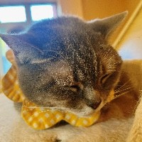 アイコン